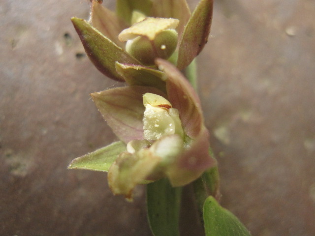 Orchidea sfiorita?